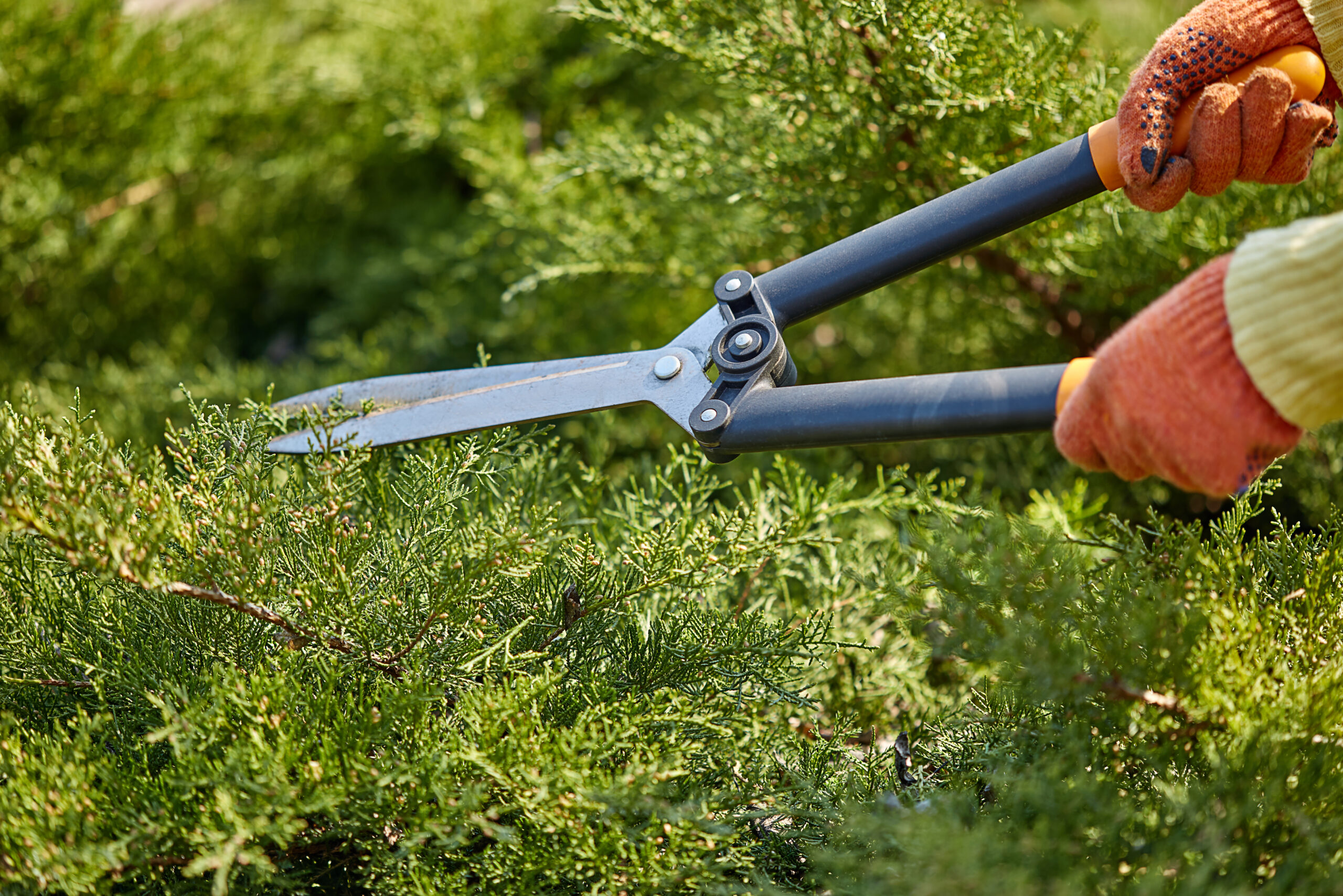 hands of gardener in orange gloves are trimming the overgrown green shrub using hedge shears on sunny backyard. worker landscaping garden. close up